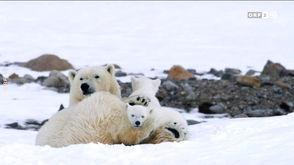 ホッキョクグマ・ファミリーの画像