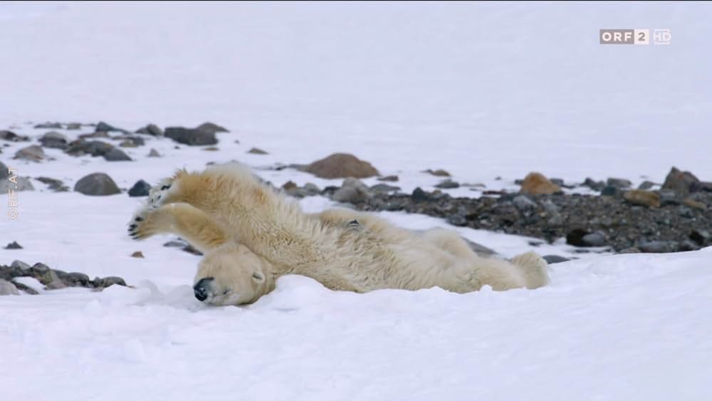 ホッキョクグマ・ファミリーの画像