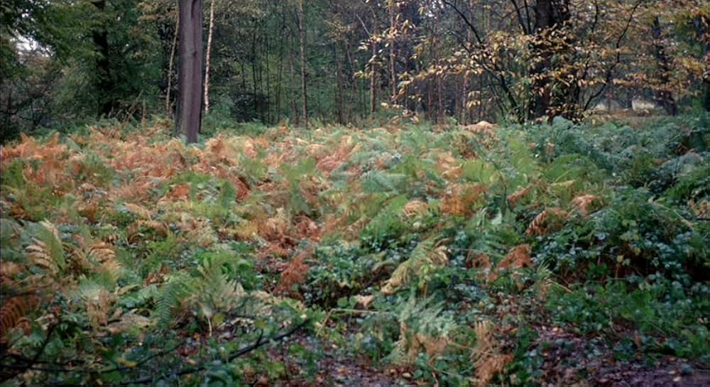 Witchfinder General（原題）の画像