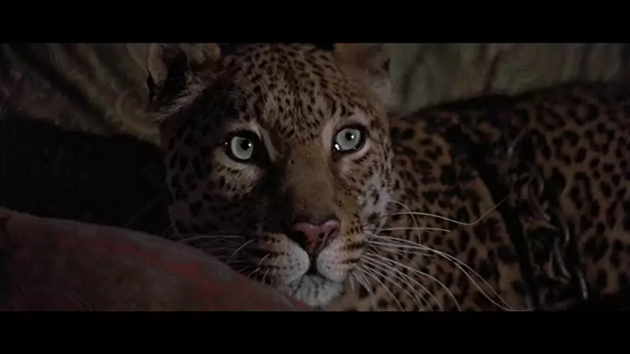 コナン・ザ・グレートの画像