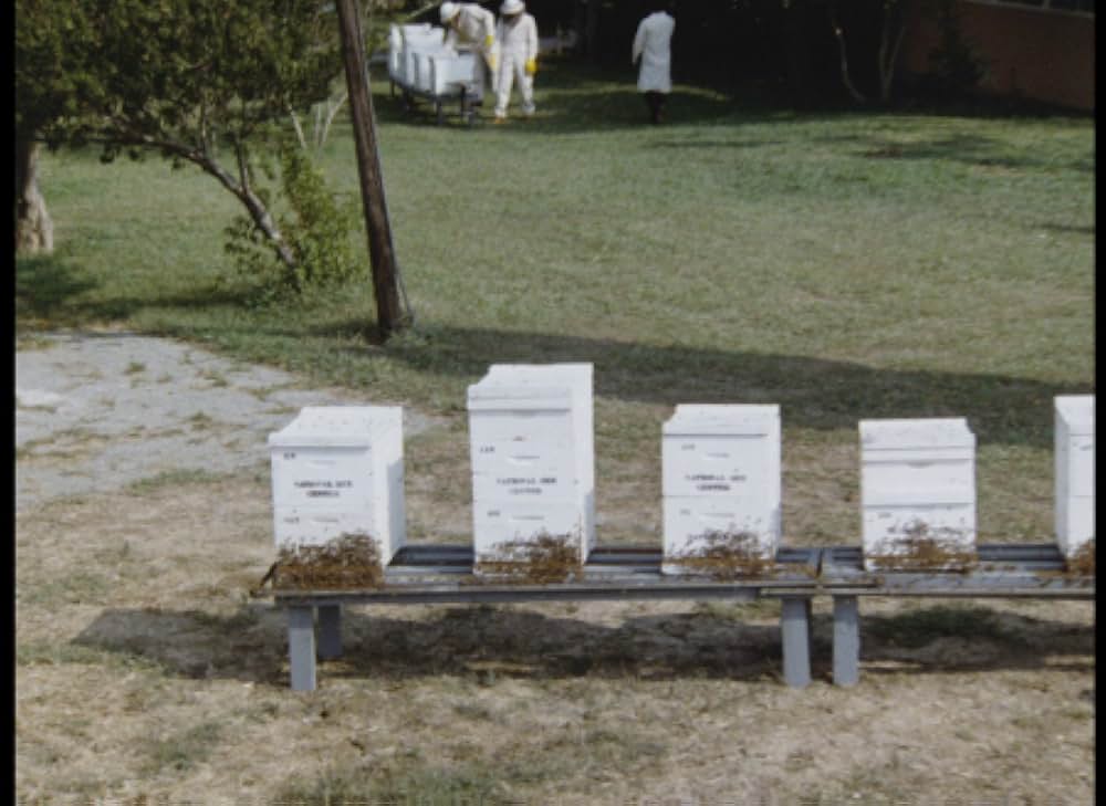 キラー・ビー２／殺人蜂ミサイルタウン大襲撃の画像