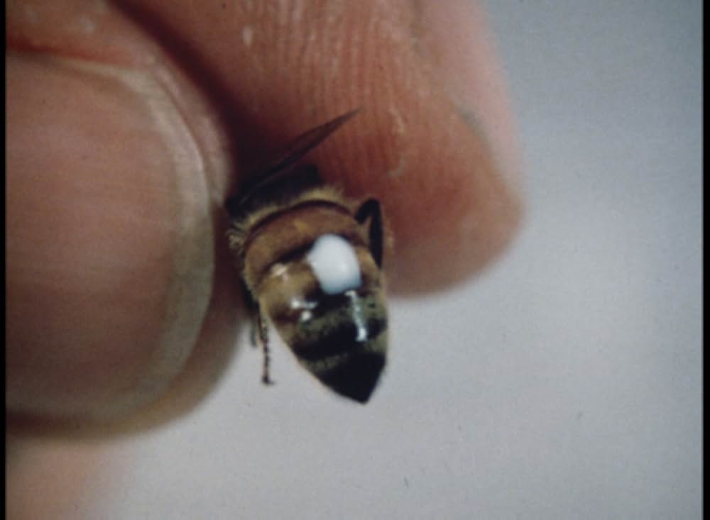 キラー・ビー２／殺人蜂ミサイルタウン大襲撃の画像