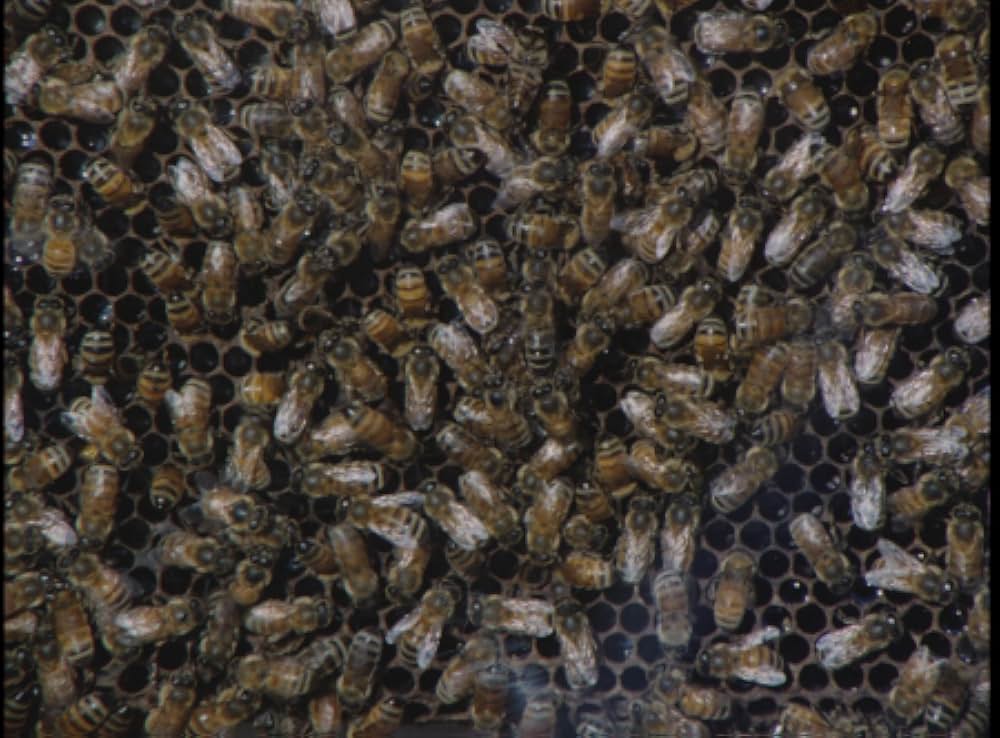 キラー・ビー２／殺人蜂ミサイルタウン大襲撃の画像