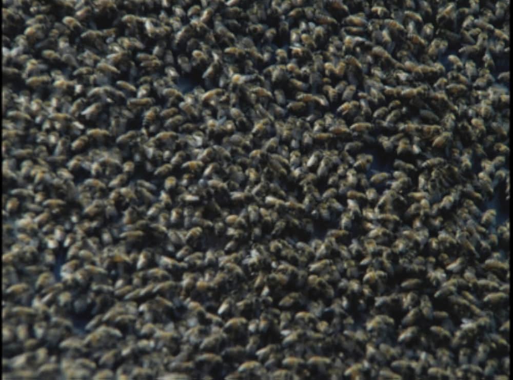 キラー・ビー２／殺人蜂ミサイルタウン大襲撃の画像