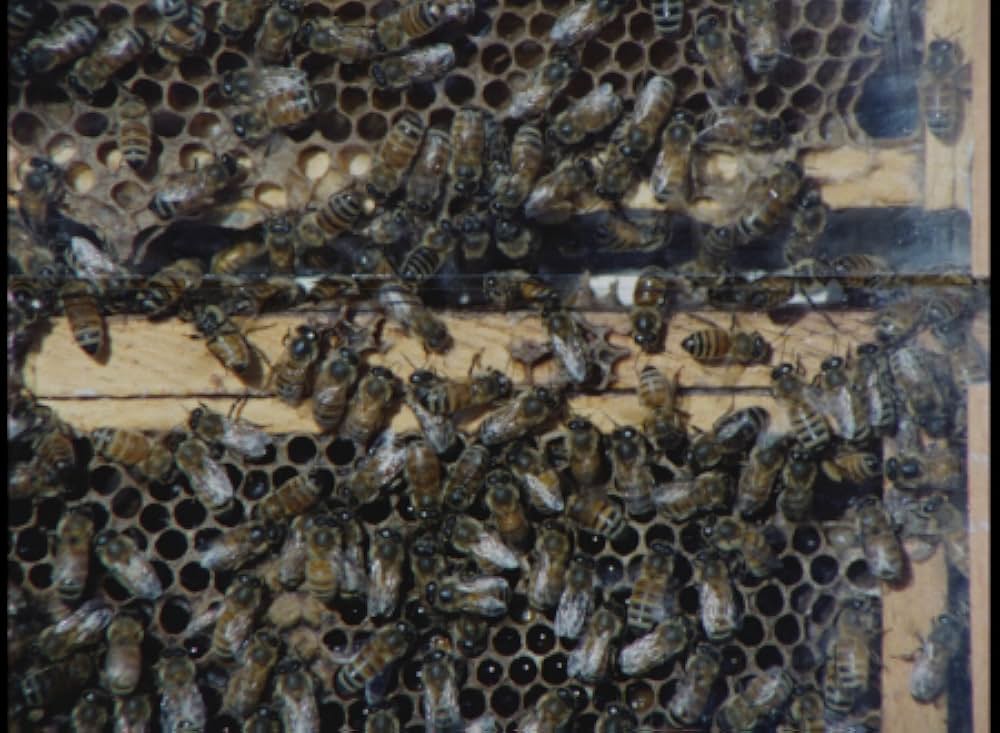 キラー・ビー２／殺人蜂ミサイルタウン大襲撃の画像