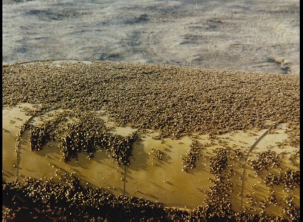 キラー・ビー２／殺人蜂ミサイルタウン大襲撃の画像