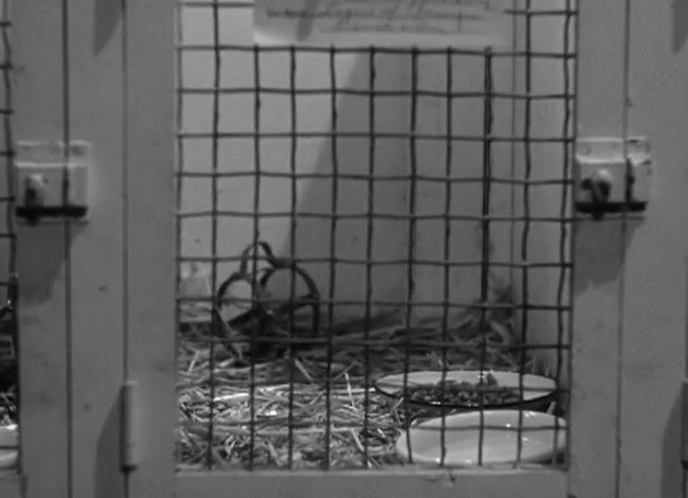 透明人間の逆襲の画像