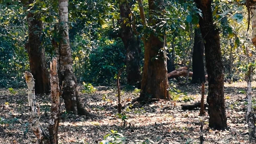 Vinashi（原題）の写真