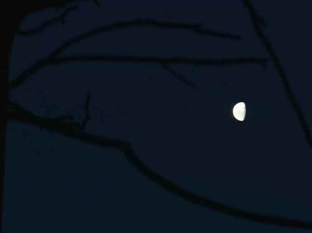 ナイチンゲールの画像