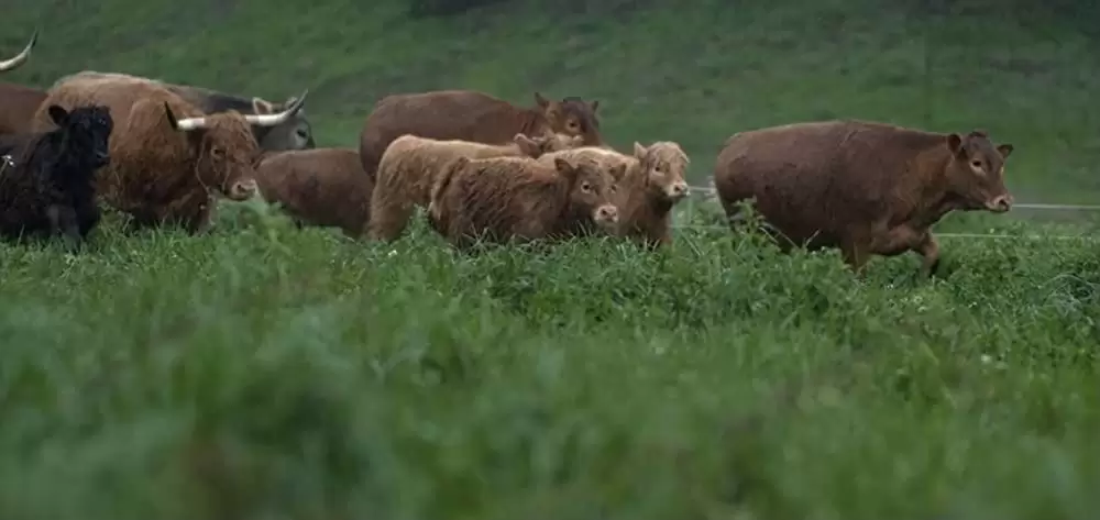 ビッグ・リトル・ファーム 理想の暮らしのつくり方の画像
