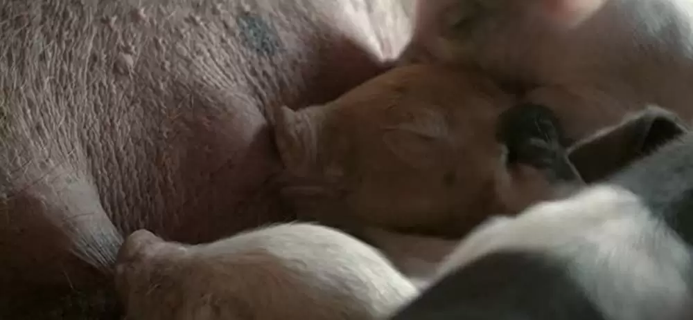 ビッグ・リトル・ファーム 理想の暮らしのつくり方の画像