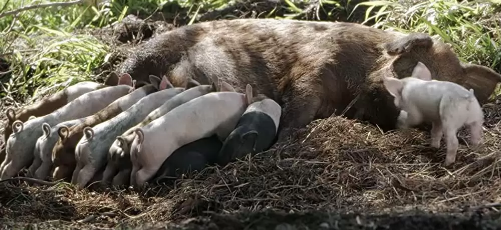 ビッグ・リトル・ファーム 理想の暮らしのつくり方の画像