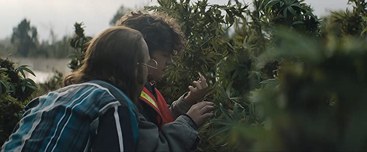 ハニーボーイの画像