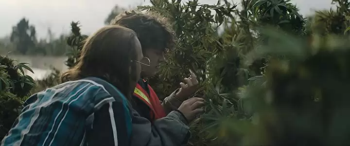 ハニーボーイの画像