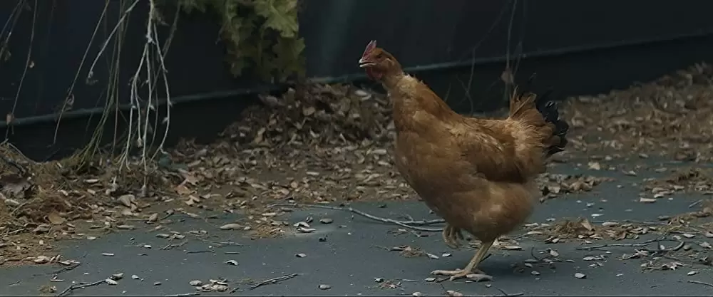 ハニーボーイの画像