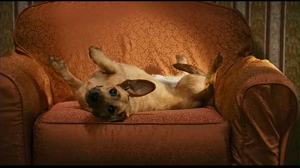 ガーフィールド2の画像