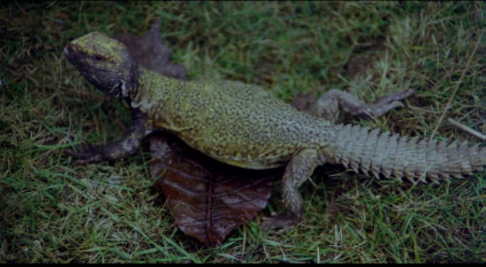 Malpertuis（原題）の画像