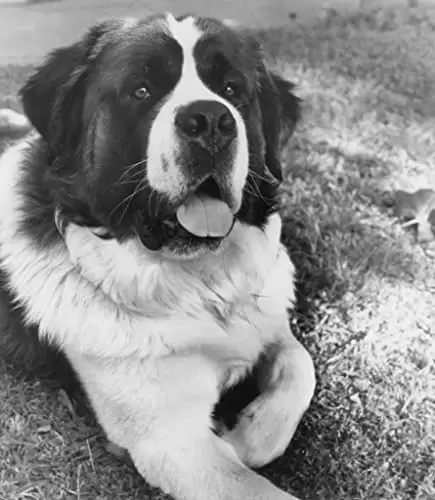 「ベートーベン」の画像