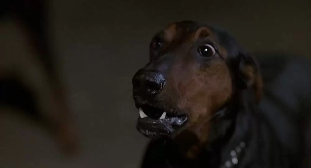 「ベートーベン」の画像