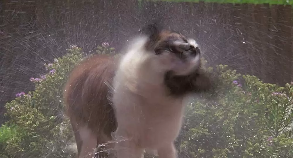 「ベートーベン」の画像