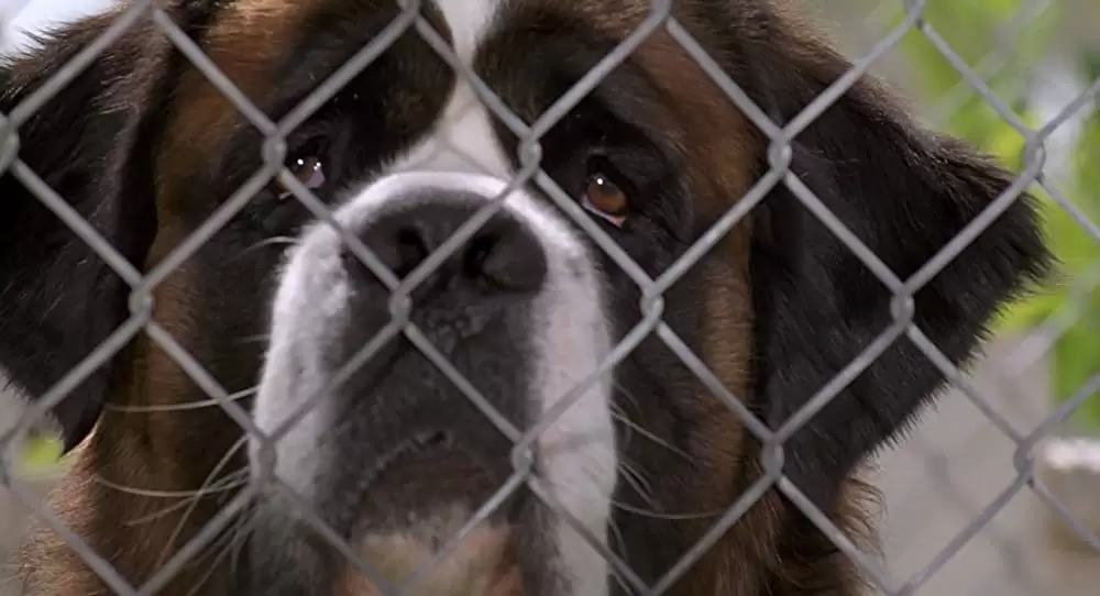 「ベートーベン」の画像