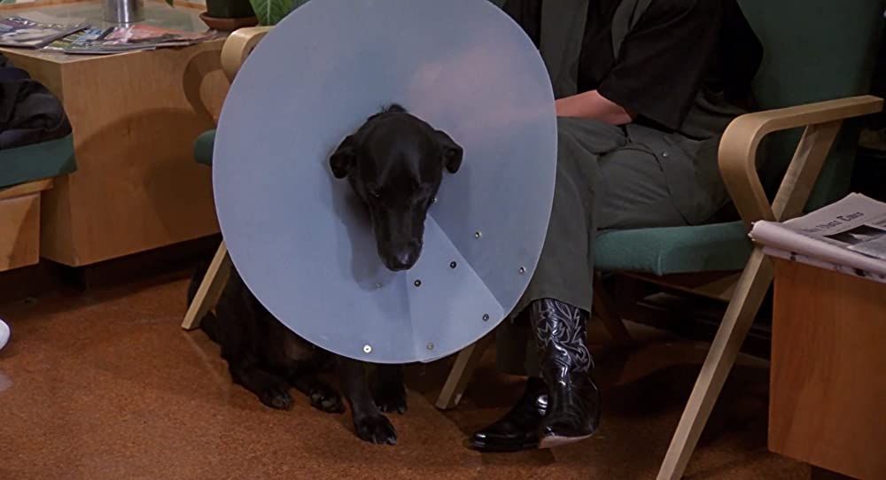 ベートーベン 解説 レビュー 評価 映画ポップコーン