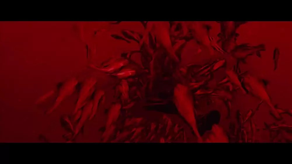 ピラニア 3Dの画像