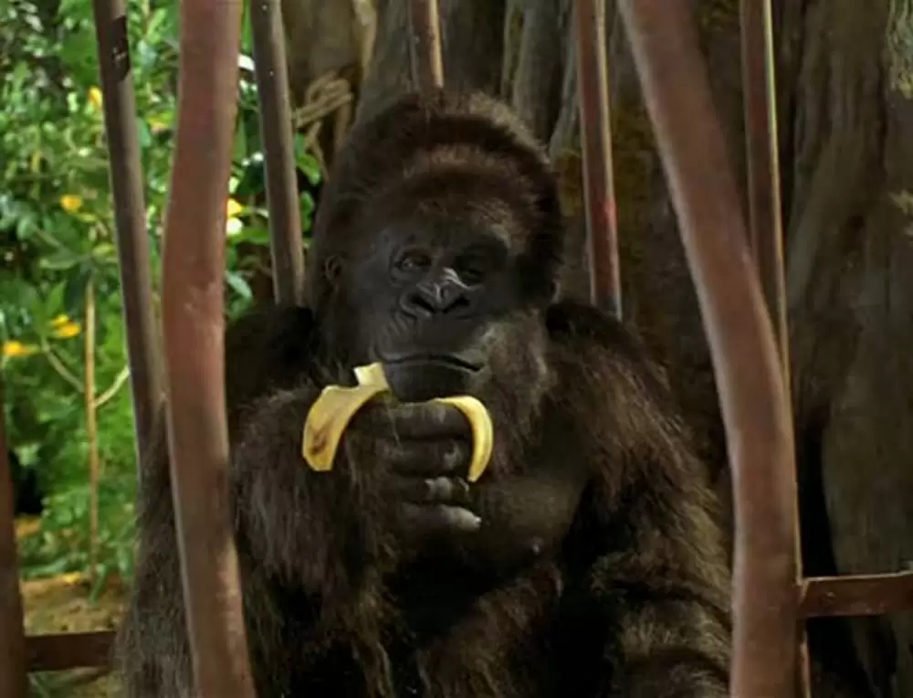 「ジャングル・ジョージ」ジョン・クリーズの画像