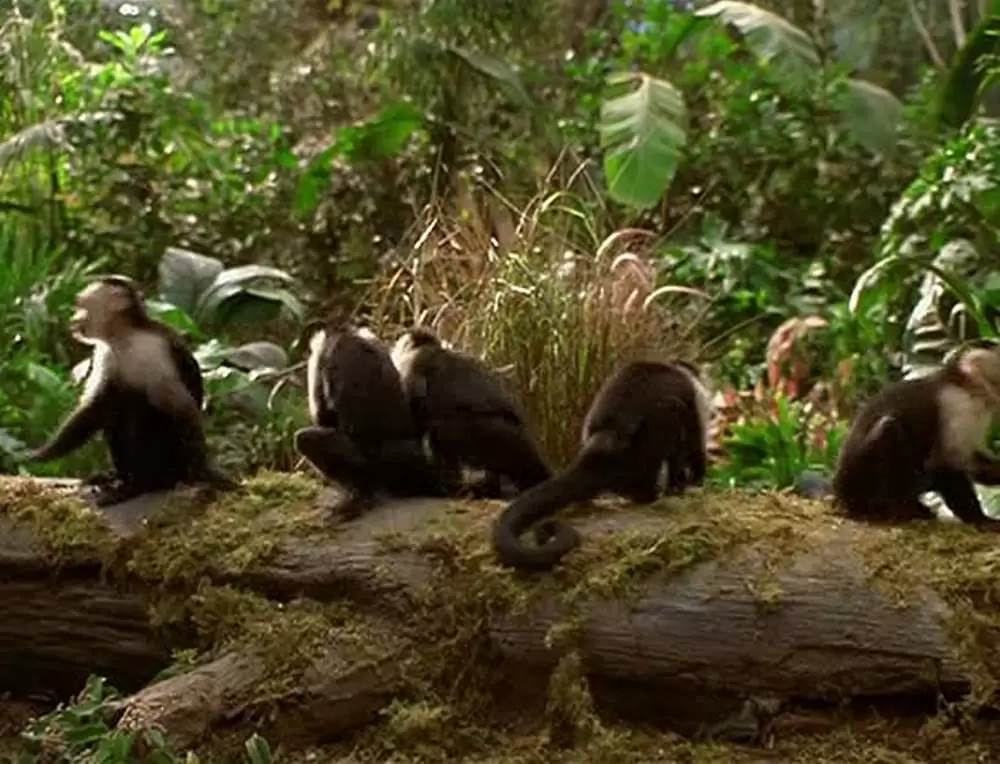 ジャングル・ジョージの画像