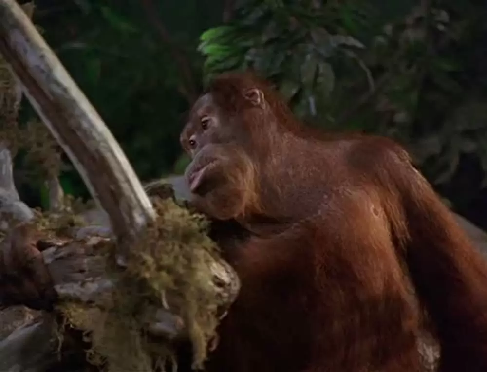 ジャングル・ジョージの画像