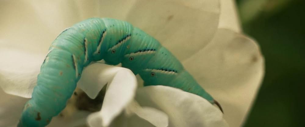 The Mad Hatter（原題）の画像