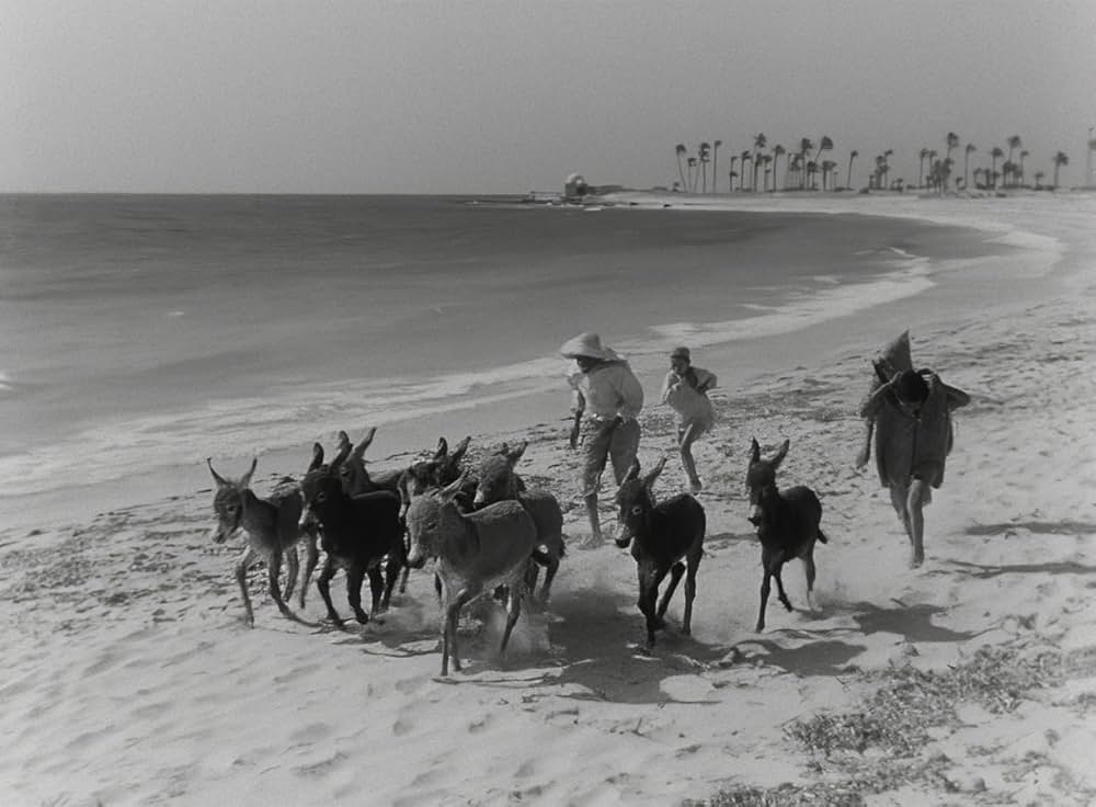 Bim（原題）の画像