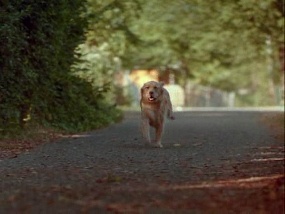 スーパードッグ エア・バディ／ビーチバレーで危機一髪！の画像