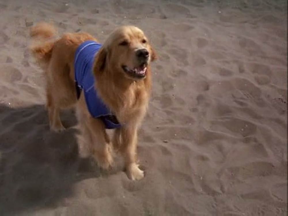 スーパードッグ エア・バディ／ビーチバレーで危機一髪！の画像