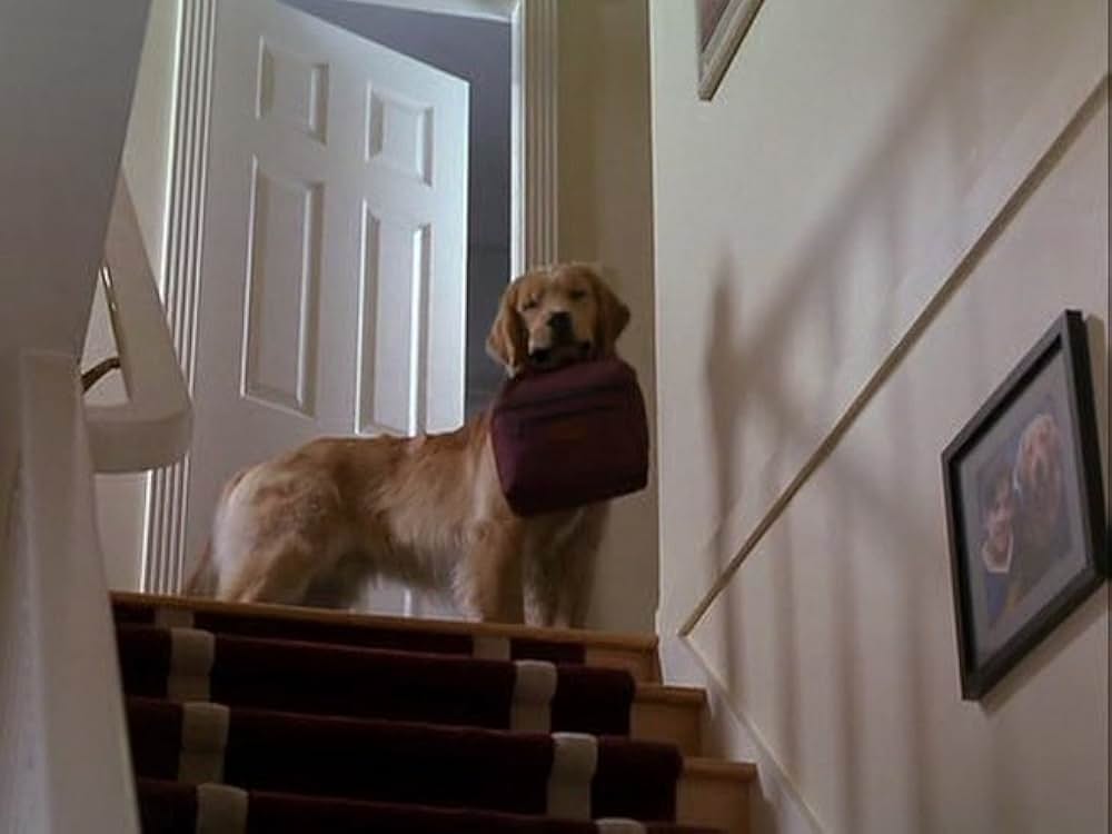 スーパードッグ エア・バディ／ビーチバレーで危機一髪！の画像