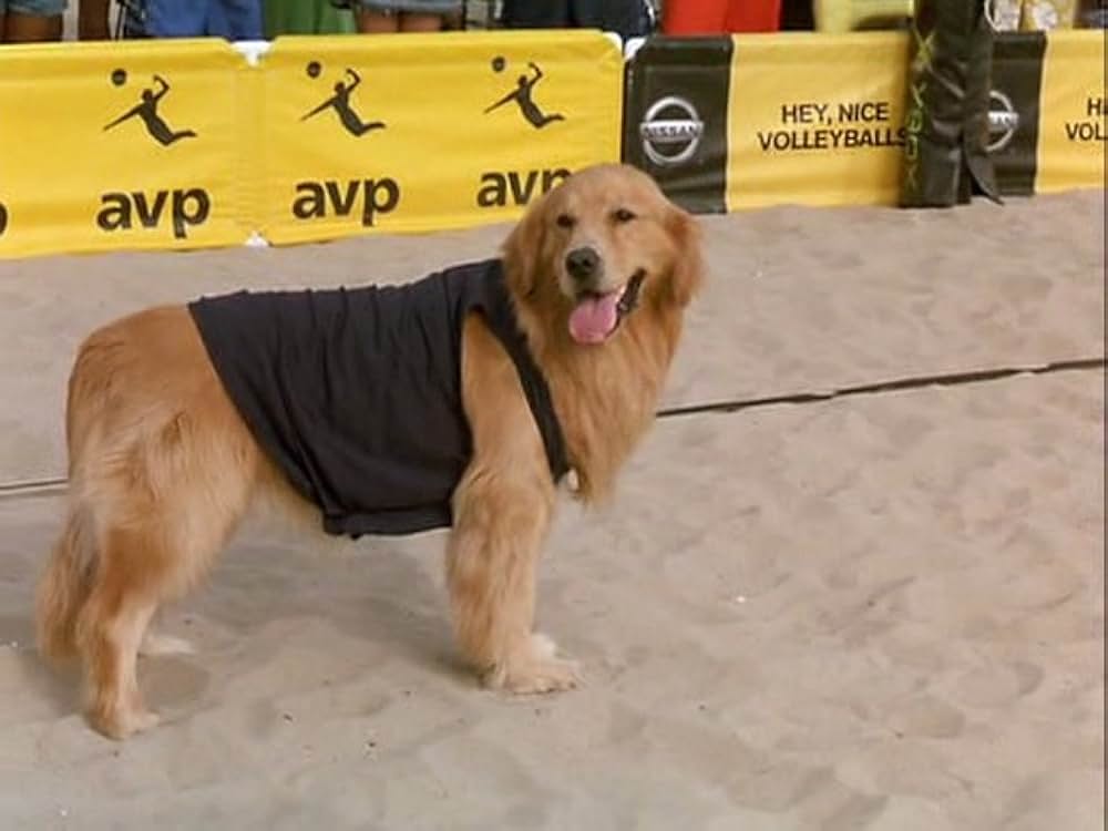 スーパードッグ エア・バディ／ビーチバレーで危機一髪！の画像