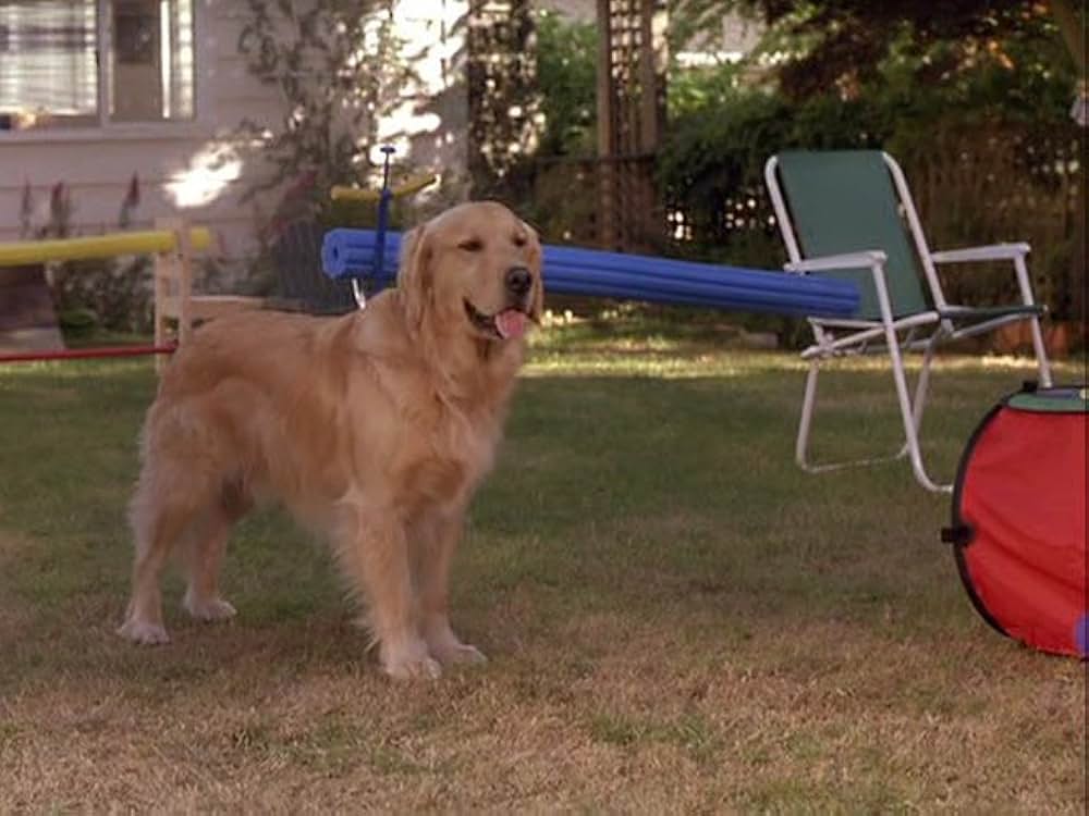 スーパードッグ エア・バディ／ビーチバレーで危機一髪！の画像