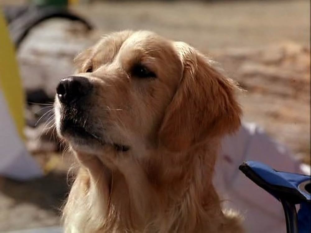 スーパードッグ エア・バディ／ビーチバレーで危機一髪！の画像