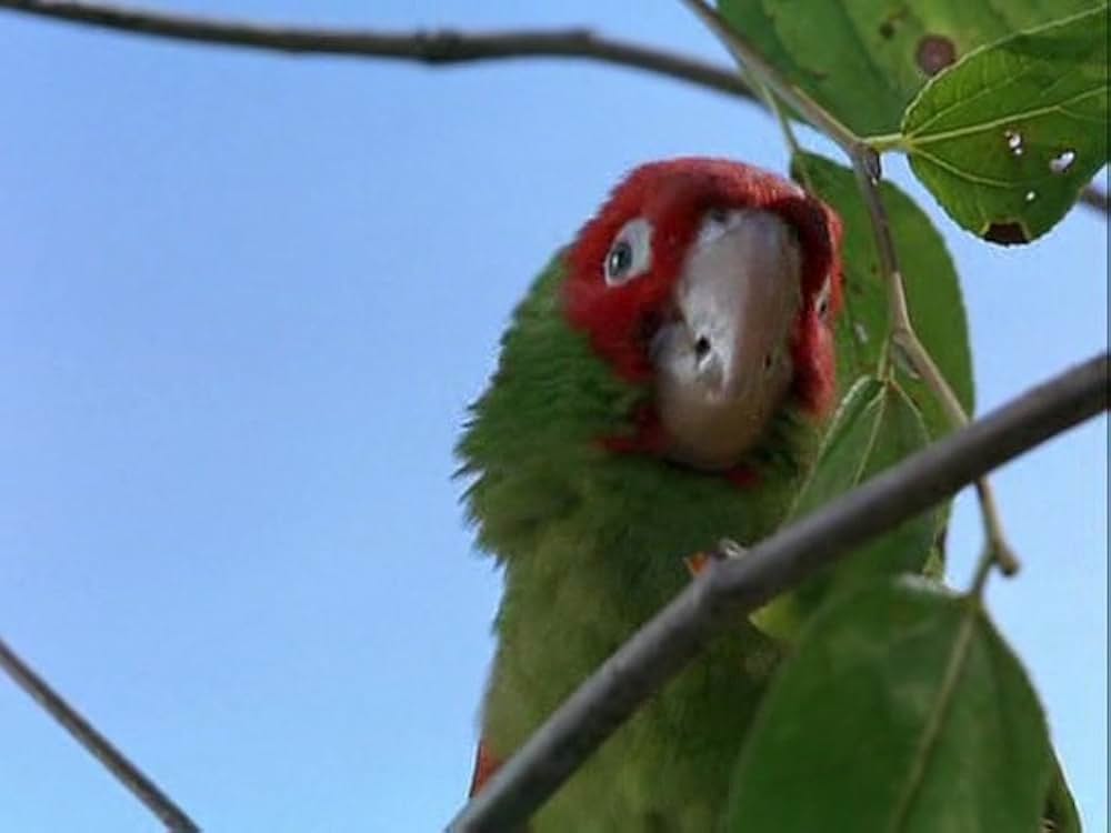 スーパードッグ エア・バディ／ビーチバレーで危機一髪！の画像