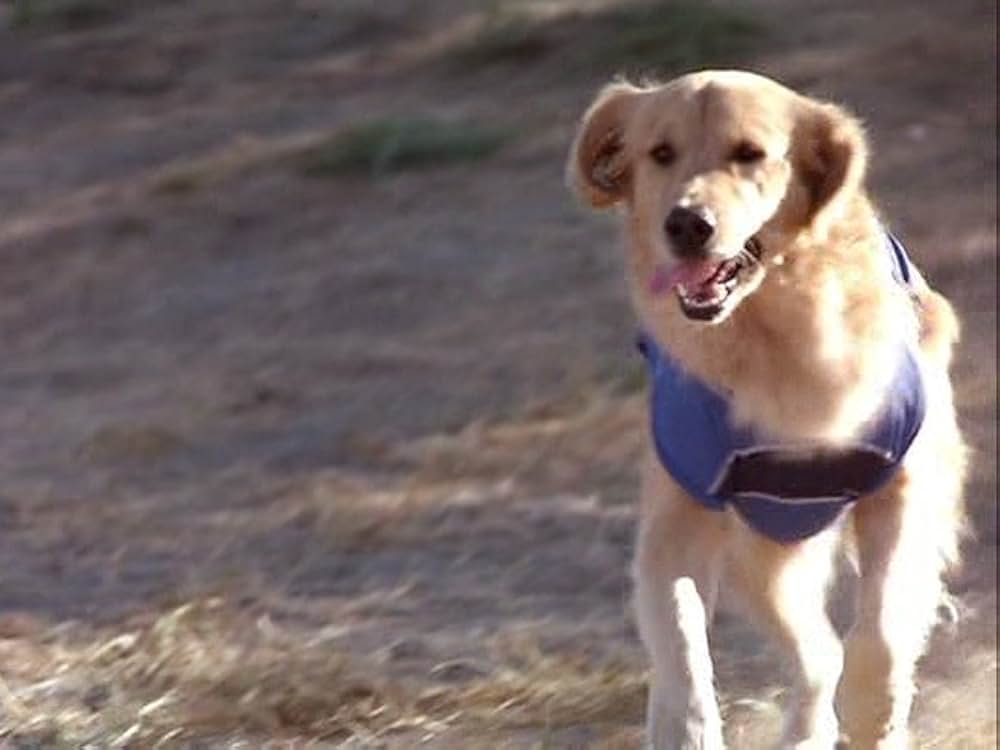 スーパードッグ エア・バディ／ビーチバレーで危機一髪！の画像