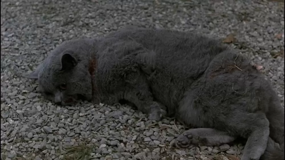 ペット・セメタリーの画像