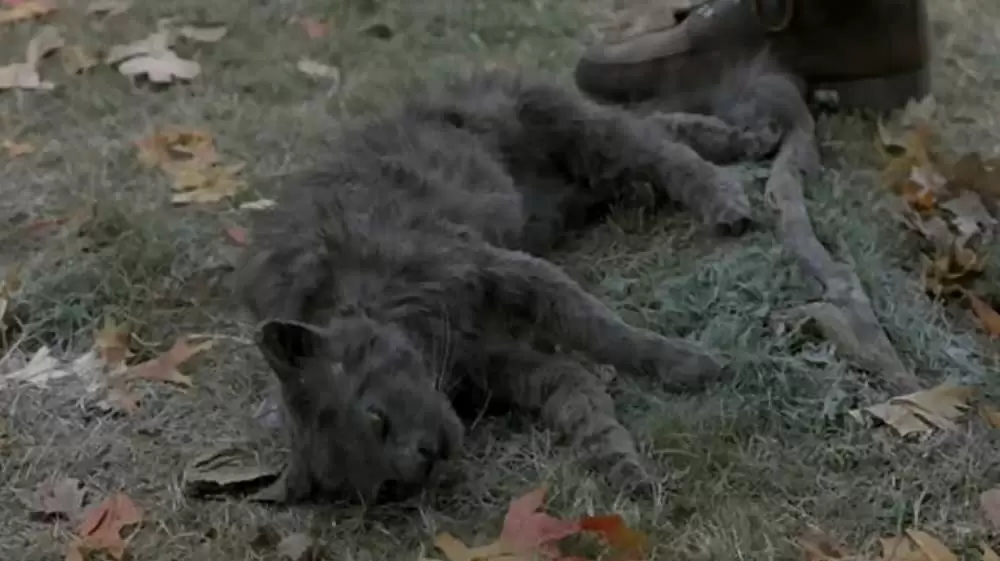 ペット・セメタリーの画像