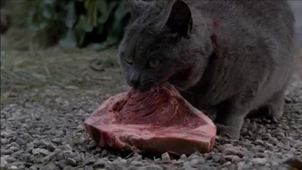 ペット・セメタリーの画像