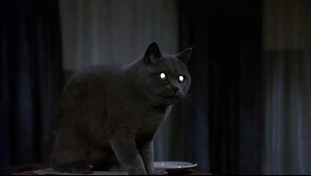 ペット・セメタリーの画像