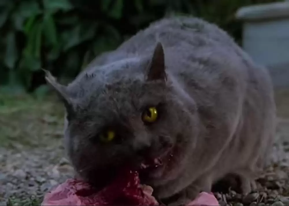 ペット・セメタリーの画像