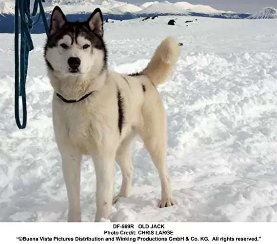 南極物語の画像