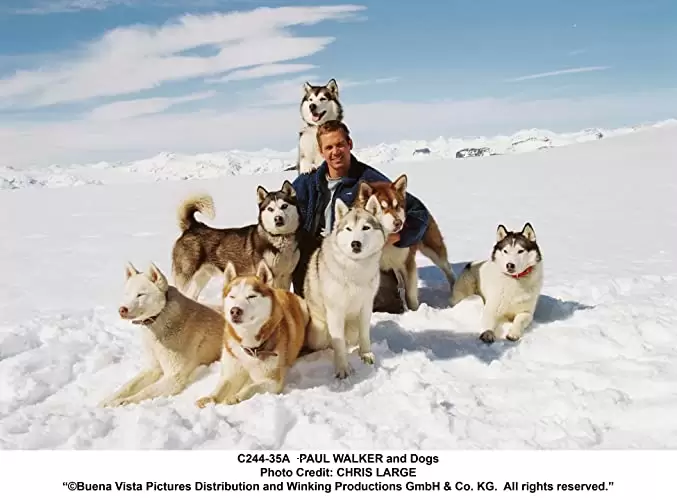 「南極物語」ポール・ウォーカーの画像