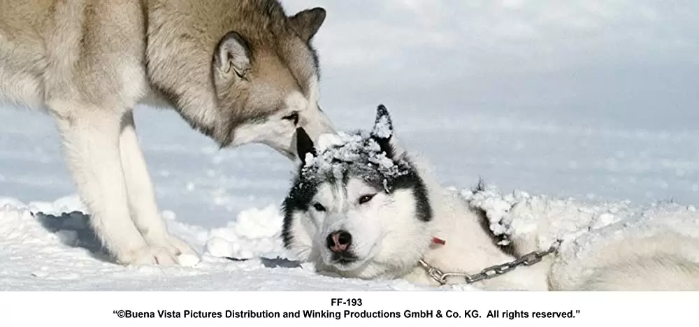 南極物語の画像