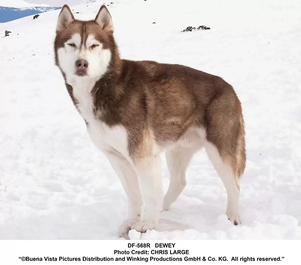 南極物語の画像