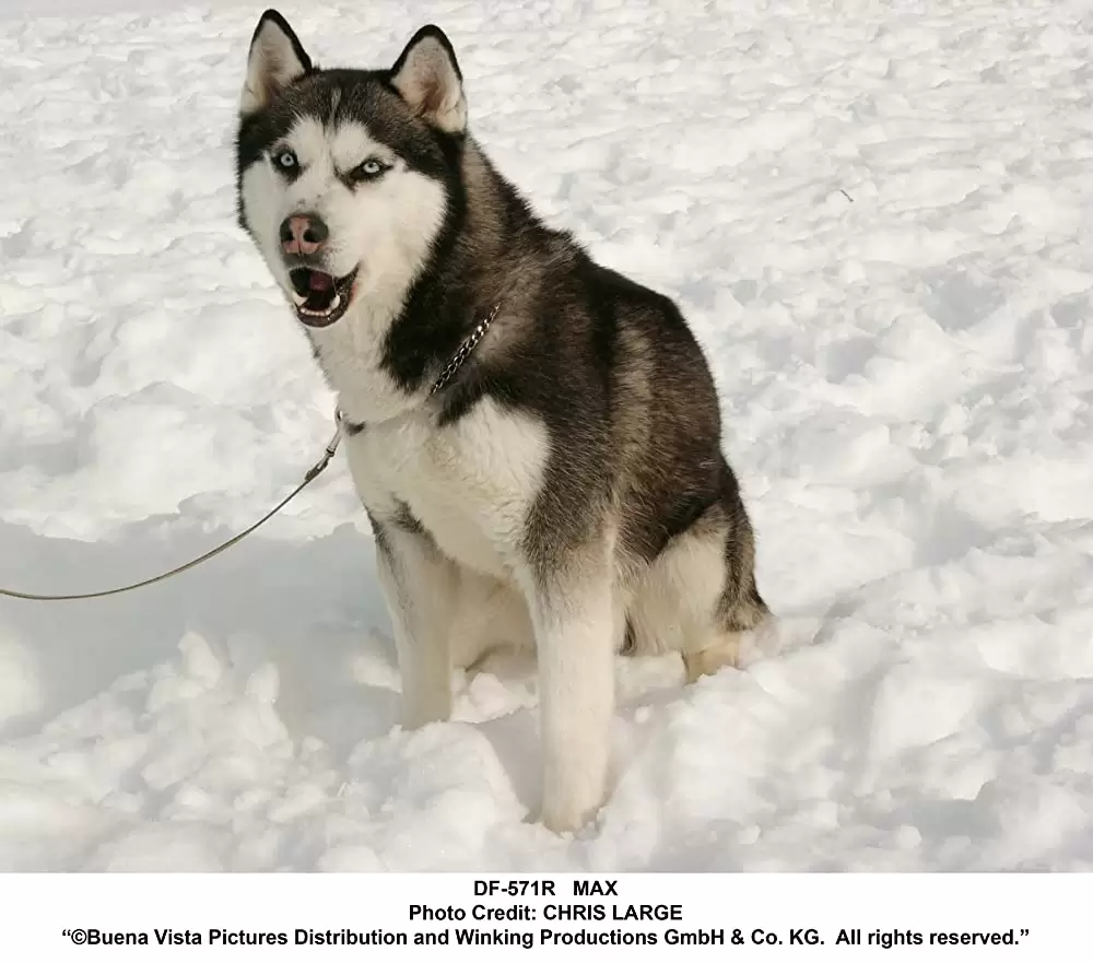 南極物語の画像